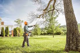 Best Stump Grinding and Removal  in Shavano Park, TX