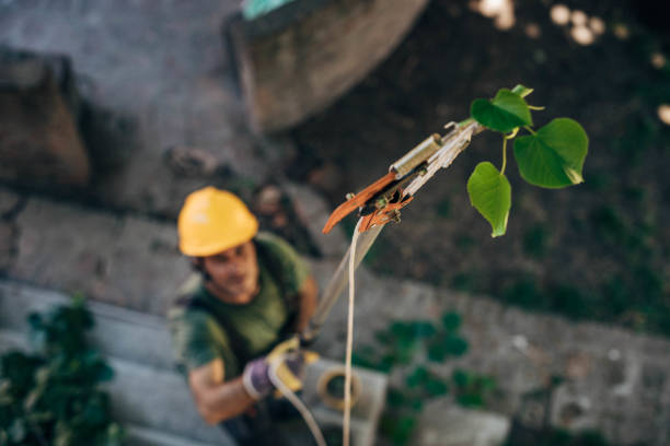 Trusted Shavano Park, TX Tree Removal Experts