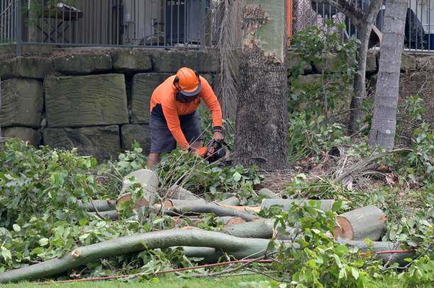 Best Tree Removal  in Shavano Park, TX