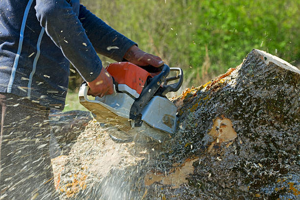 Best Weed Control  in Shavano Park, TX